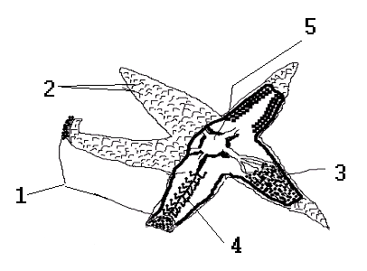 Starfish Reproductive System